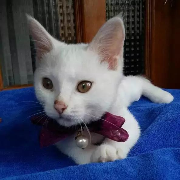 上海流浪狗救助基地领养（想领养猫猫狗狗）(40)