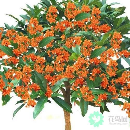 桂花有多少种 桂花有多少种（桂花有多少种品种） 生活