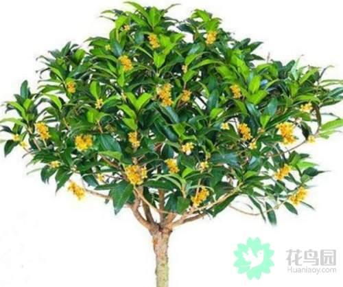 桂花有多少种 桂花有多少种（桂花有多少种品种） 生活