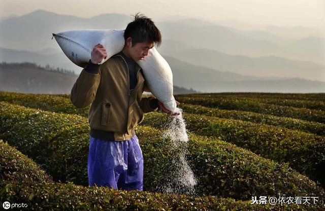 茶炭疽病危害大，防治不好病情逐年加重，茶农做到这些可高效防治4