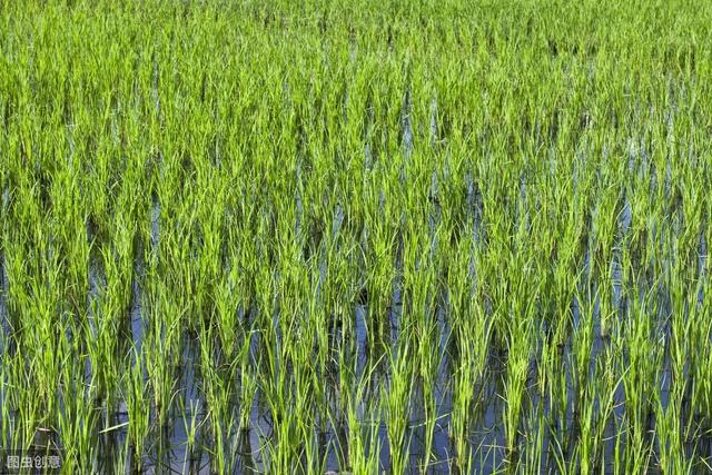 掌握水稻苗期常见的病害及防治方法，培育壮苗很简单6