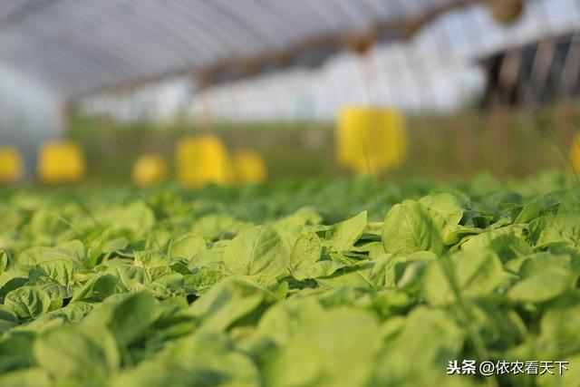 哈茨木霉菌能防治作物病害，但不是“万能药”，方法对了才高效4