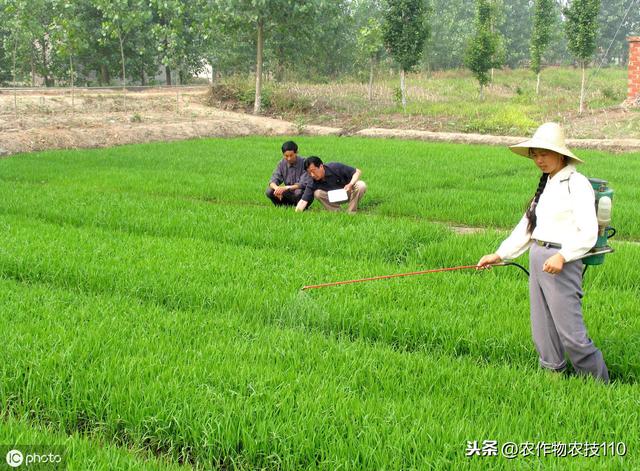 水稻除草加一种东西，除草安全、高效，能省几十元！3