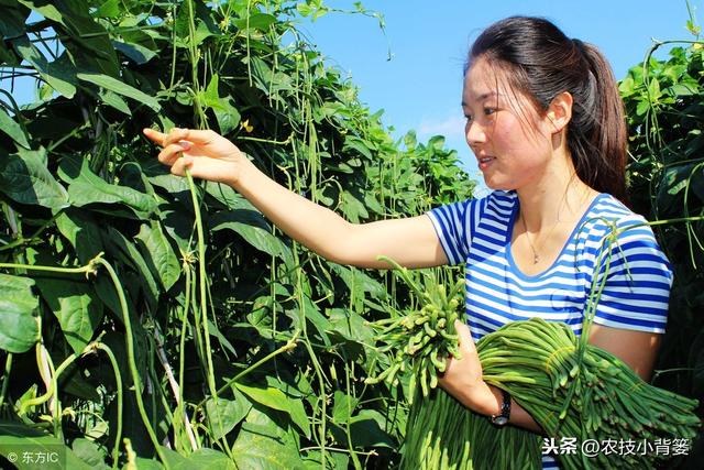 豆角蓟马易发生、繁殖快、危害重、防治难？如何能提高防治效果？2