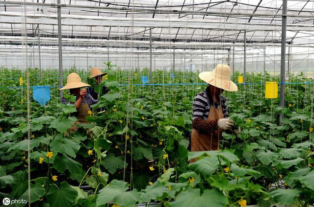 有机农业防治病虫害时，如何就地取材制作生物农药来防治3