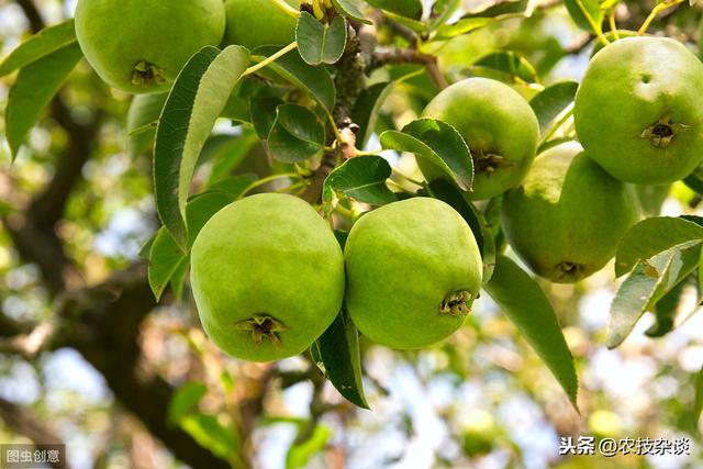 梨树虫害“梨茎蜂”蛀食嫩枝嫩梢，掌握防治技术，避免虫害爆发