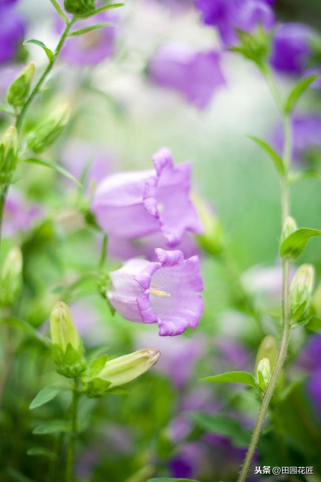 风铃花 风铃花（风铃花折纸教程） 生活