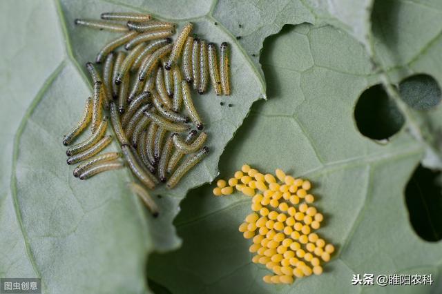 最好的杀虫剂组合，专杀抗性大虫，当天中毒，2天死虫4