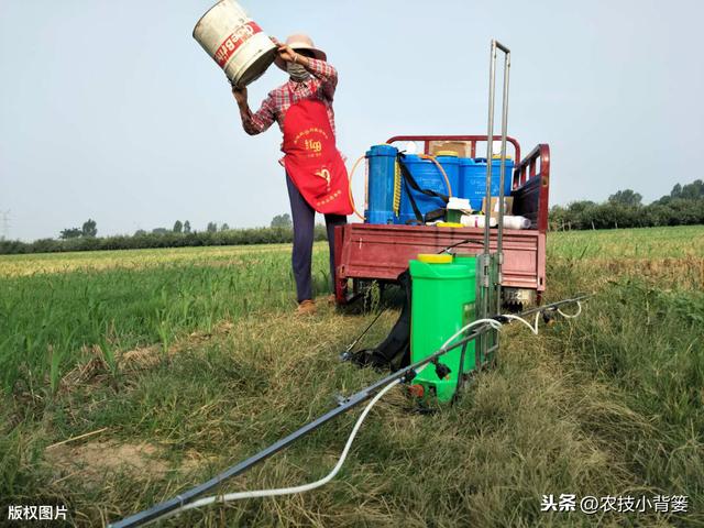 蓟马个体小、危害大，作物受害重、防治难，掌握防治技巧很重要5