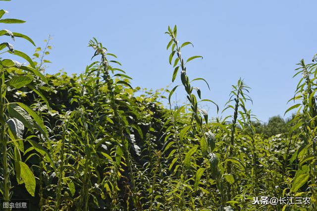 芝麻苗期“卡脖子雨”，农民必须重点防控