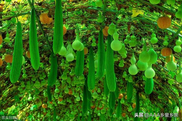 芸苔素与胺鲜酯的区别，以及复配方法