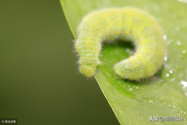 这个药可正打反死，防治白粉虱、蚧壳虫等10多种害虫都不是事5