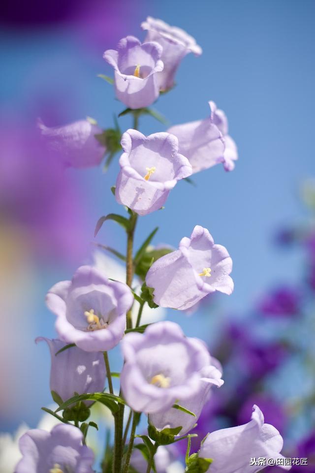 风铃花 风铃花（风铃花折纸教程） 生活