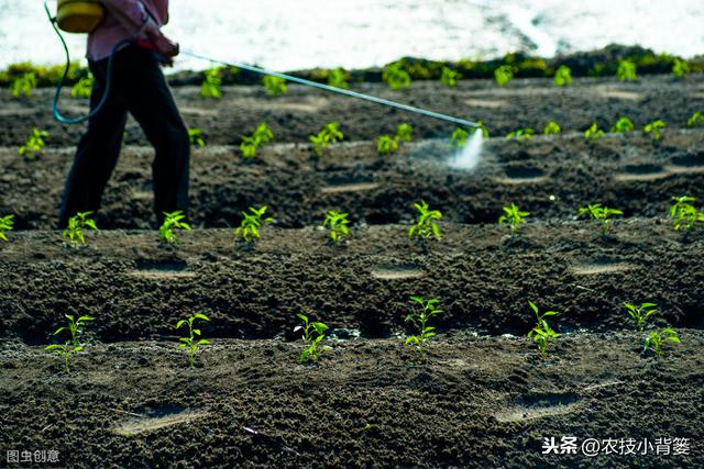 叶面肥使用看似简单，但未必人人能用对！10个方法教你提高肥效12