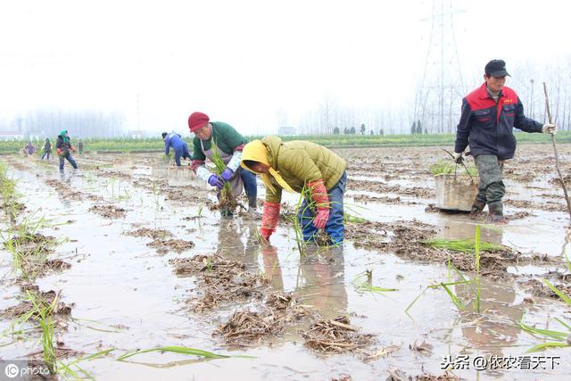 种植茭白想高产，3条易犯错误要避免，5点增产技巧需记牢2