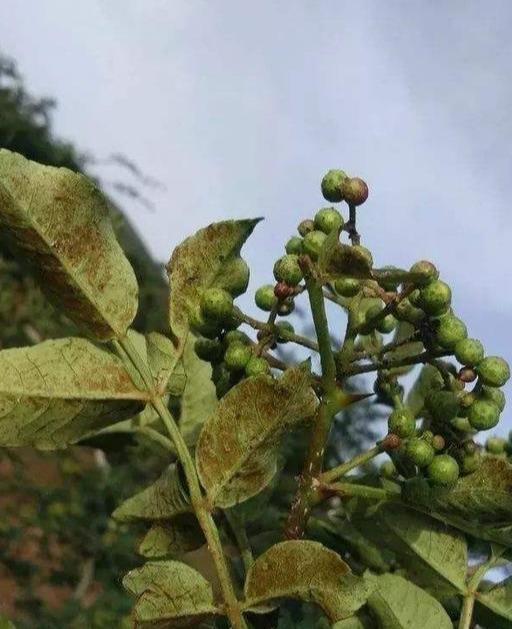 花椒锈病的综合防治，椒农现在了解还来得及4