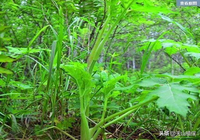 大叶芹，农村山间的野菜，有很好的祛湿止痛和治感冒头痛的功效4