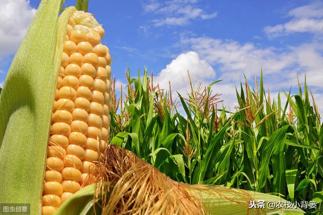 玉米田除草剂使用后，杂草杀不死或出现药害的原因与解决方法
