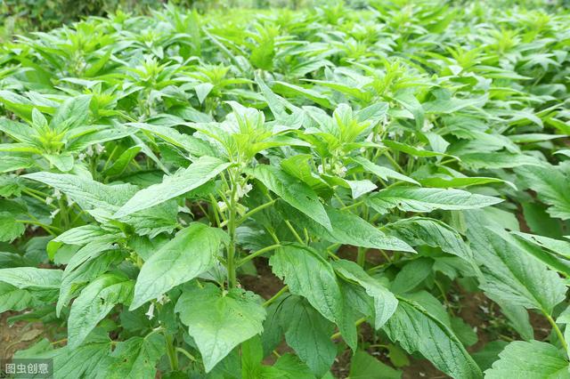 芝麻高效种植管理技术，做好病虫害防治，确保芝麻优质增产3