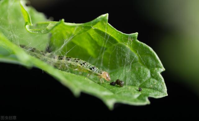 高效氯氟氰菊酯应用手册，注意这5点，死虫快、持效期长8