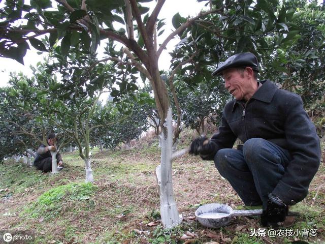 果树溃疡病易发病、难防治，学会这些知识方法，轻松防治不犯愁