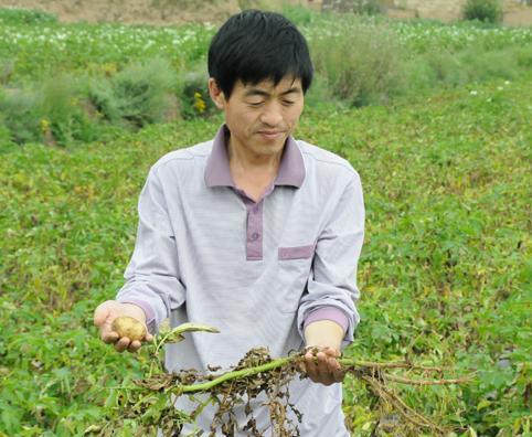 「杀菌剂」百菌清，多菌灵，甲基托布津，一次分清12