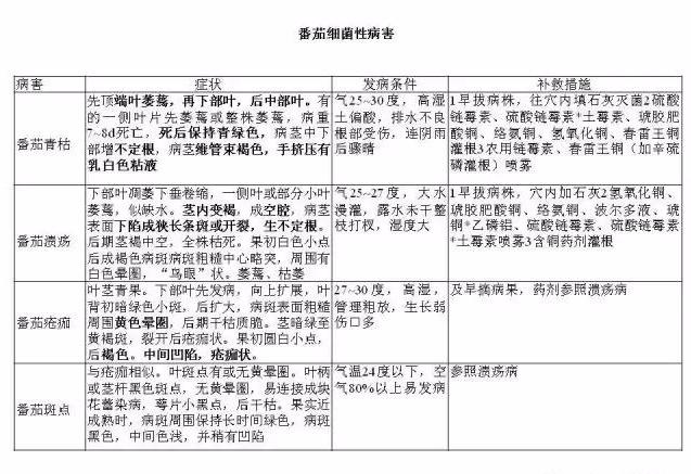 番茄常见病害识别及防治要点大全4