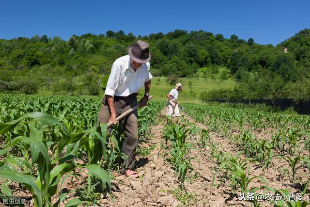 玉米田除草剂使用后，杂草杀不死或出现药害的原因与解决方法4