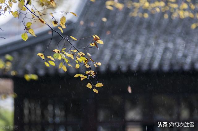 秋雨禅诗美句，一番秋雨一番凉，道路无尘野菊香