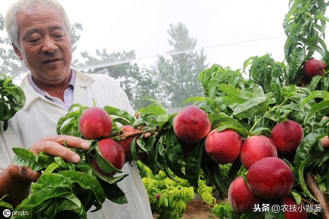 桃小食心虫蛀食果实危害大，多种果树受害如何防治？2