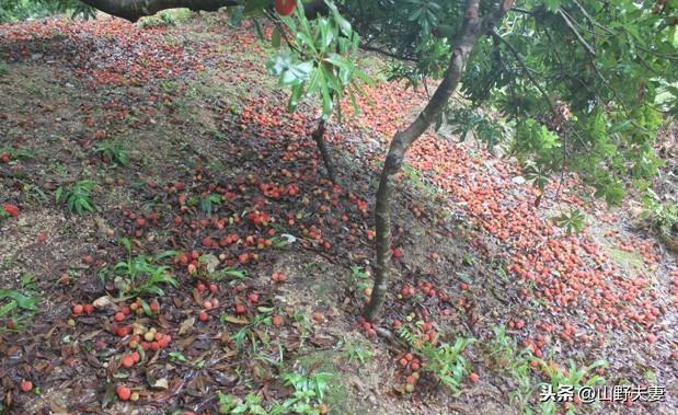 怎么提高杨梅坐果量？在头条就能学到实用的种植杨梅经验和技术4