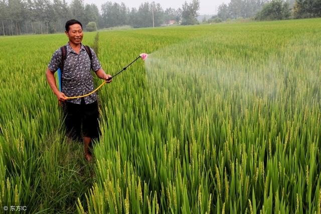 水稻除草：水稻生长大害——稗草、千金子，这几种方法彻底根除2