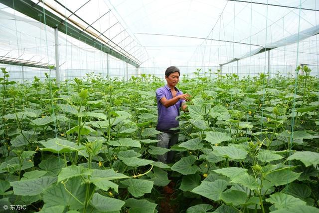 植物生长调节剂如何复配用？这些经典配方请保存！2