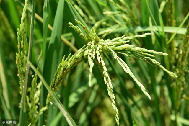 合川水稻病虫害防治，提高农户的经济收入，一起来学学吧8