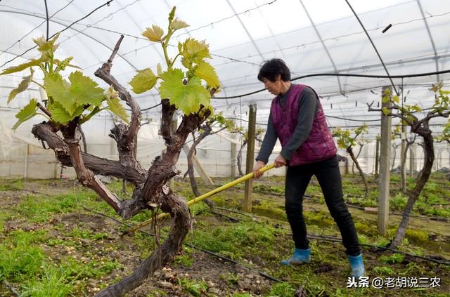 有人称：开春果园除草等于害死果树。怎么会有这种说法呢？3