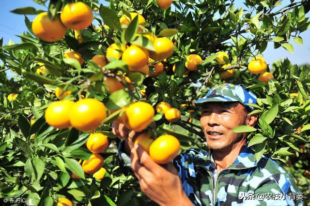 柑橘红蜘蛛危害重、防治难，用好这些方法，春季防治最关键！6