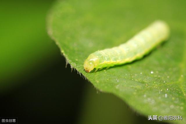 这个药防治蚜虫、红蜘蛛、菜青虫等害虫速效性好，害虫沾边即死4