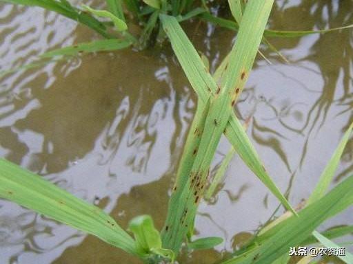 雨后暴晴，水稻叶片发卷，水面多泡沫，记住这2点，促分蘖保丰收4