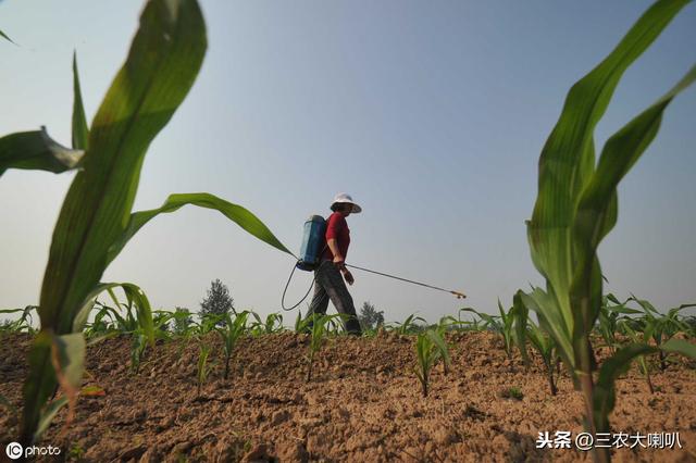 玉米病虫草害怎么防？推荐几个用药配方！关键时候能用上7