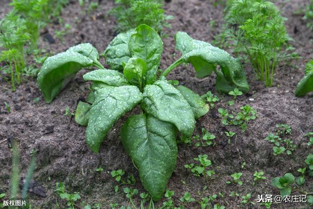 种植菠菜怎么做能提高发芽率？造成发生潜叶蝇的原因是什么？2