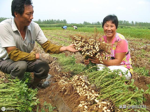 **害虫危害严重，这样防治，轻轻松松，干干净净3