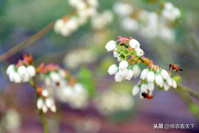 蓝莓要想产量好，花果期种植细节很重要，4大管理要点供参考3