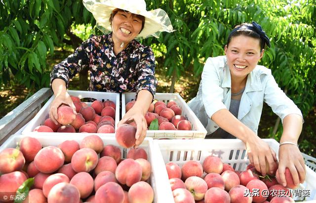 桃树流胶病年年发生、年年难防治，学会这些方法立体有效防治！9