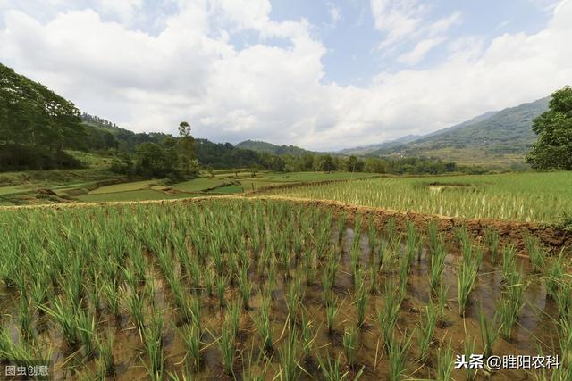 这个超高效稻田除草剂，一亩只需1克，能治30多种杂草1