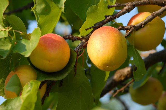 详解杏树栽培管理，来学学杏树播种、嫁接管理，病虫害防治4