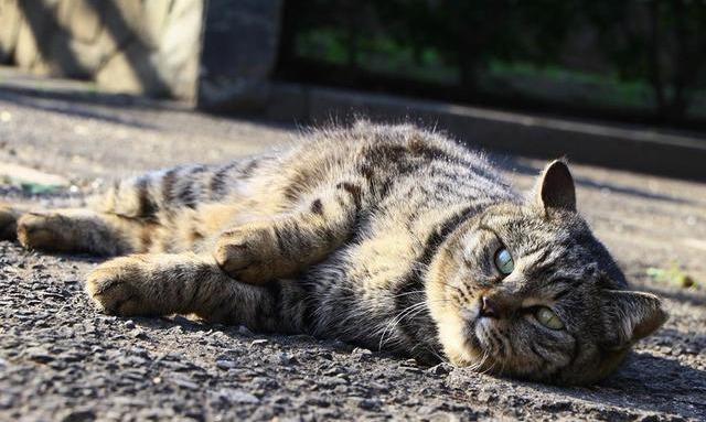 兽医常说的：猫咪“除虫菊酯及拟除虫菊酯中毒”是什么病？5