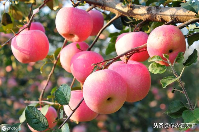 苹果的这类花脸是病毒病，危害大难防治，果农需警惕要以预防为主6