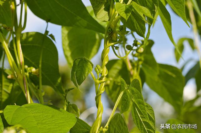 大棚芸豆冬春茬栽培技术，产量高不高！这几步很关键11