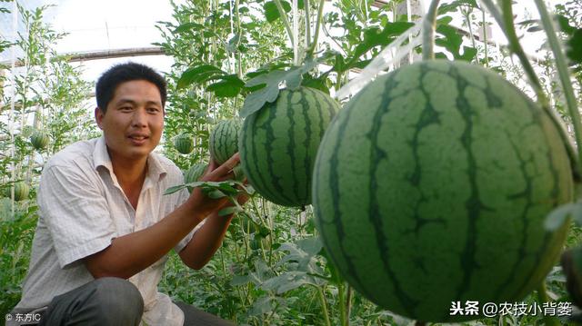 西瓜膨果“笑破肚”，瓜农一季付出打水漂！怎么防治西瓜裂果？