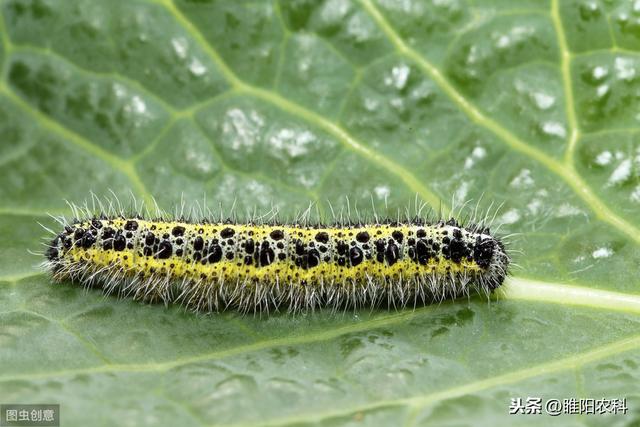 甲维盐容易产生抗性死虫慢，与这个药剂复配，当天即可死虫5